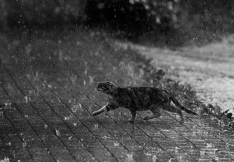 cat in the rain