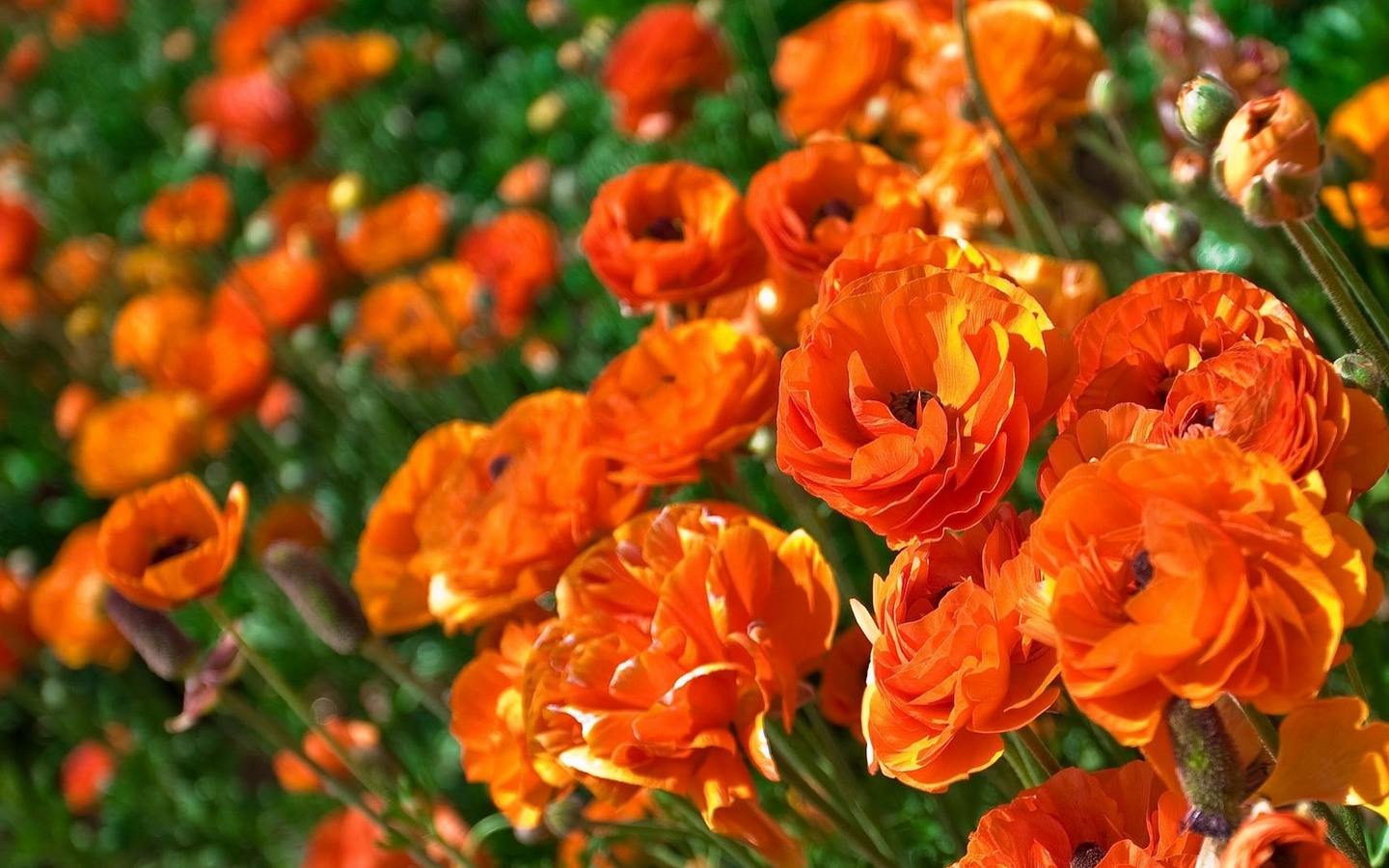 цветы оранжевые природа загрузить