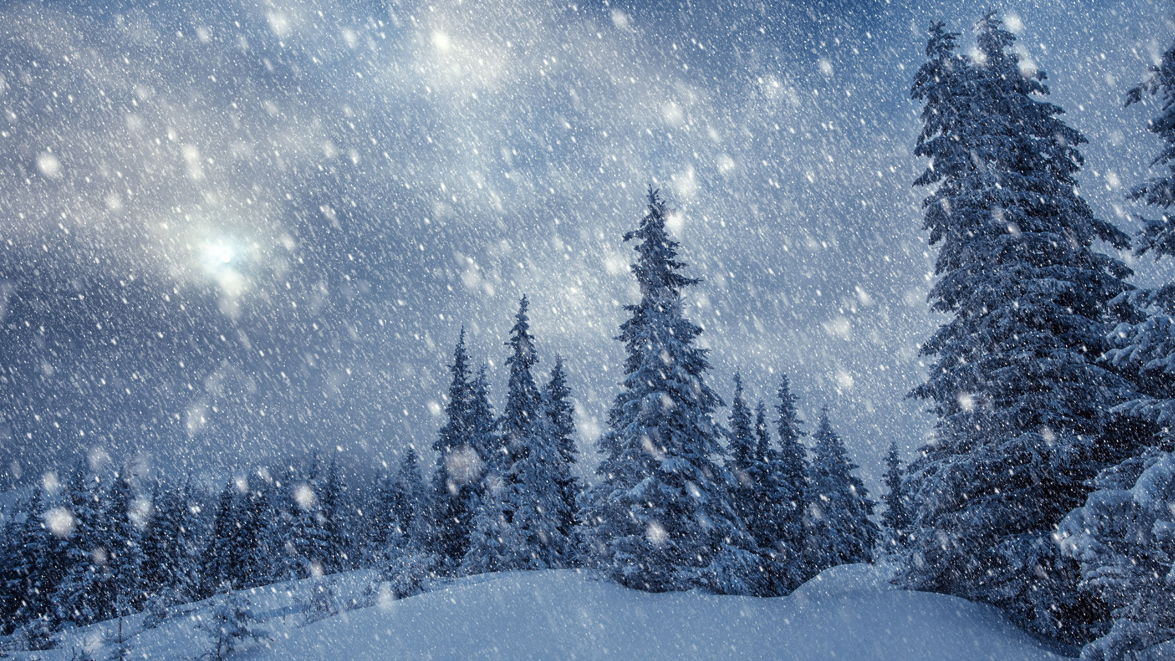 Snowfall. Снег. Падающий снег. Метель в лесу. Зимний лес метель.